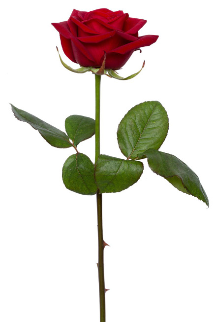 Czerwona róża - kocham Cię do szaleństwa